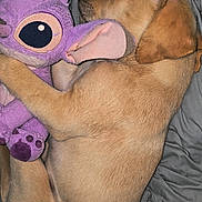 Arnold participe au concours pour gagner de l'argent avec cette photo : animal, bed, blanket, comfort, cozy, cute, dog, domestic_animal, ears, fur, hugging, indoor, napping, pet, plush_toy, puppy, purple, resting, sleeping, soft_toy