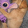 animal, bed, blanket, comfort, cozy, cute, dog, domestic_animal, ears, fur, hugging, indoor, napping, pet, plush_toy, puppy, purple, resting, sleeping, soft_toy
