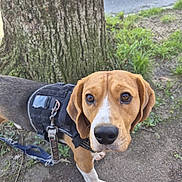 Teddy a rejoint le concours — aidez-le/la à gagner de superbes lots ! beagle, brown_coat, canine, closeup, companion, curious, dirt, dog, eyes, grass, harness, leash, nose, outdoor, paws, pet, portrait, sidewalk, tree, white_markings