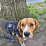 beagle, brown_coat, canine, closeup, companion, curious, dirt, dog, eyes, grass, harness, leash, nose, outdoor, paws, pet, portrait, sidewalk, tree, white_markings