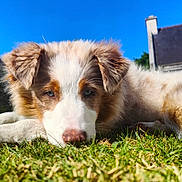 Aika participe au concours pour gagner de l'argent avec cette photo : dog, grass, outdoor, sunlight, blue_sky, house, pet, relaxed, fur, canine, nature, animal, daylight, domestic_animal, laying_down, ears, snout, closeup, summer, backyard