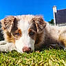 dog, grass, outdoor, sunlight, blue_sky, house, pet, relaxed, fur, canine, nature, animal, daylight, domestic_animal, laying_down, ears, snout, closeup, summer, backyard