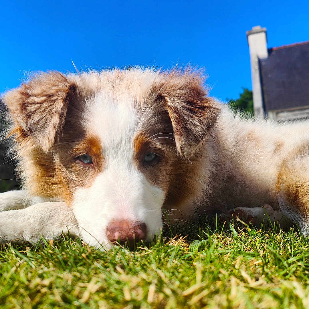 Aika participe au concours pour gagner de l'argent avec cette photo : dog, grass, outdoor, sunlight, blue_sky, house, pet, relaxed, fur, canine, nature, animal, daylight, domestic_animal, laying_down, ears, snout, closeup, summer, backyard