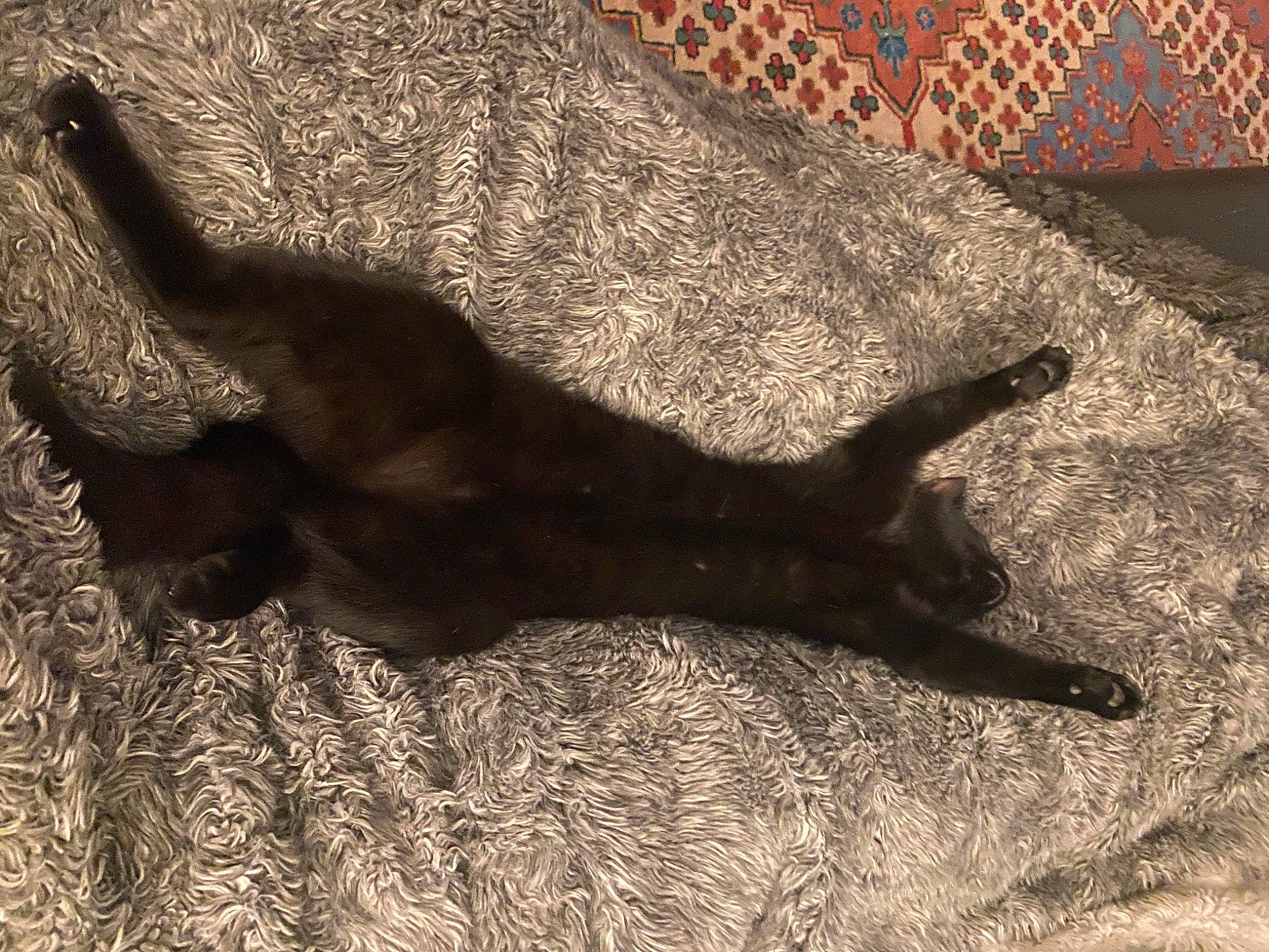 Gaia is registered to the contest to win money with this photo: canidae, carnivore, dog, dog_breed, fawn, felidae, flooring, gesture, grass, human_leg, liver, paw, shadow, small_to_medium_sized_cats, sporting_group, tail, terrestrial_animal, tints_and_shades, wood, working_animal