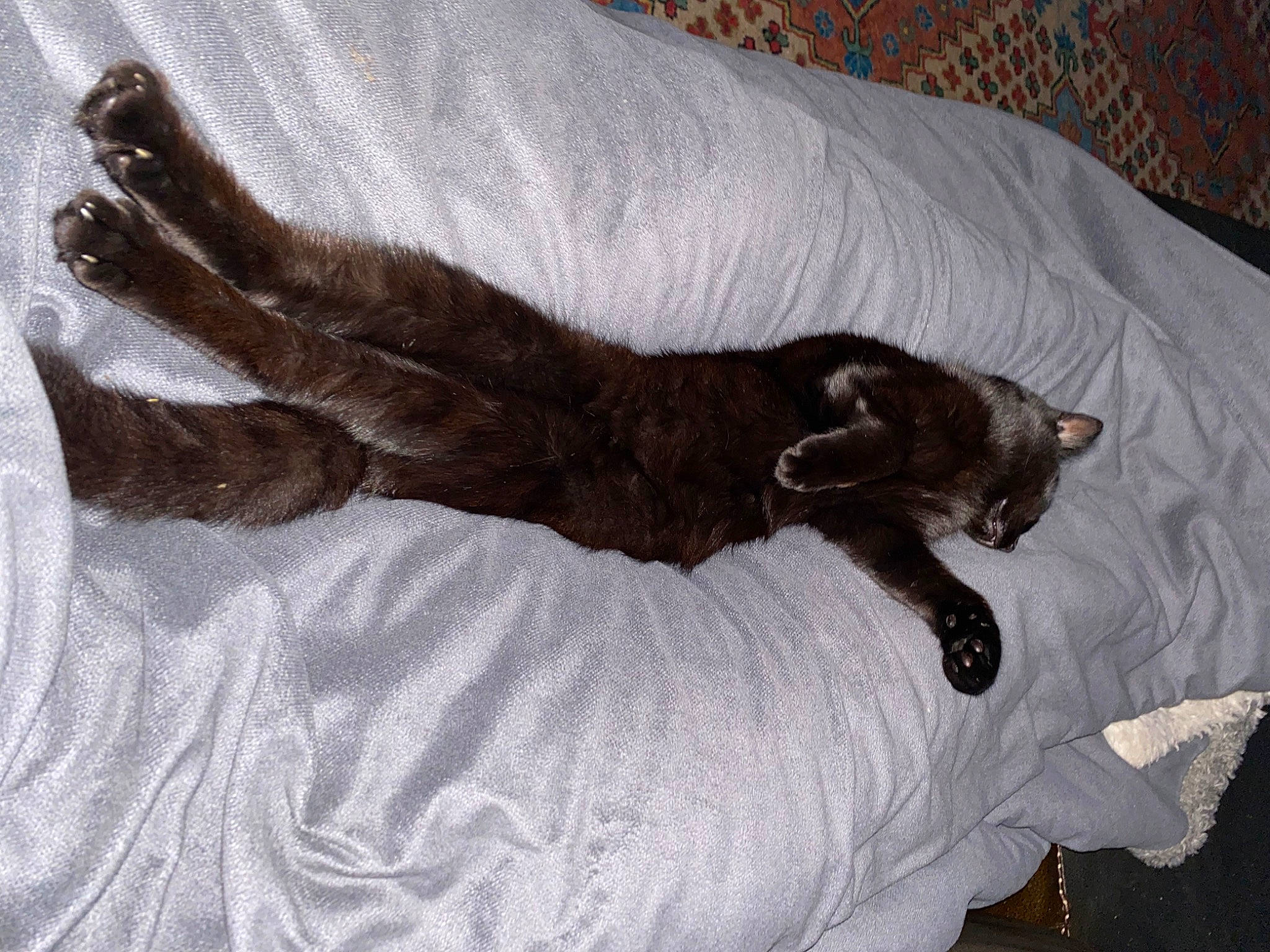 Gaia is registered to the contest to win money with this photo: brown, canidae, carnivore, cat, claw, comfort, companion_dog, dog_breed, domestic_short_haired_cat, fawn, felidae, fur, grey, liver, nap, paw, small_to_medium_sized_cats, sporting_group, tail, whiskers