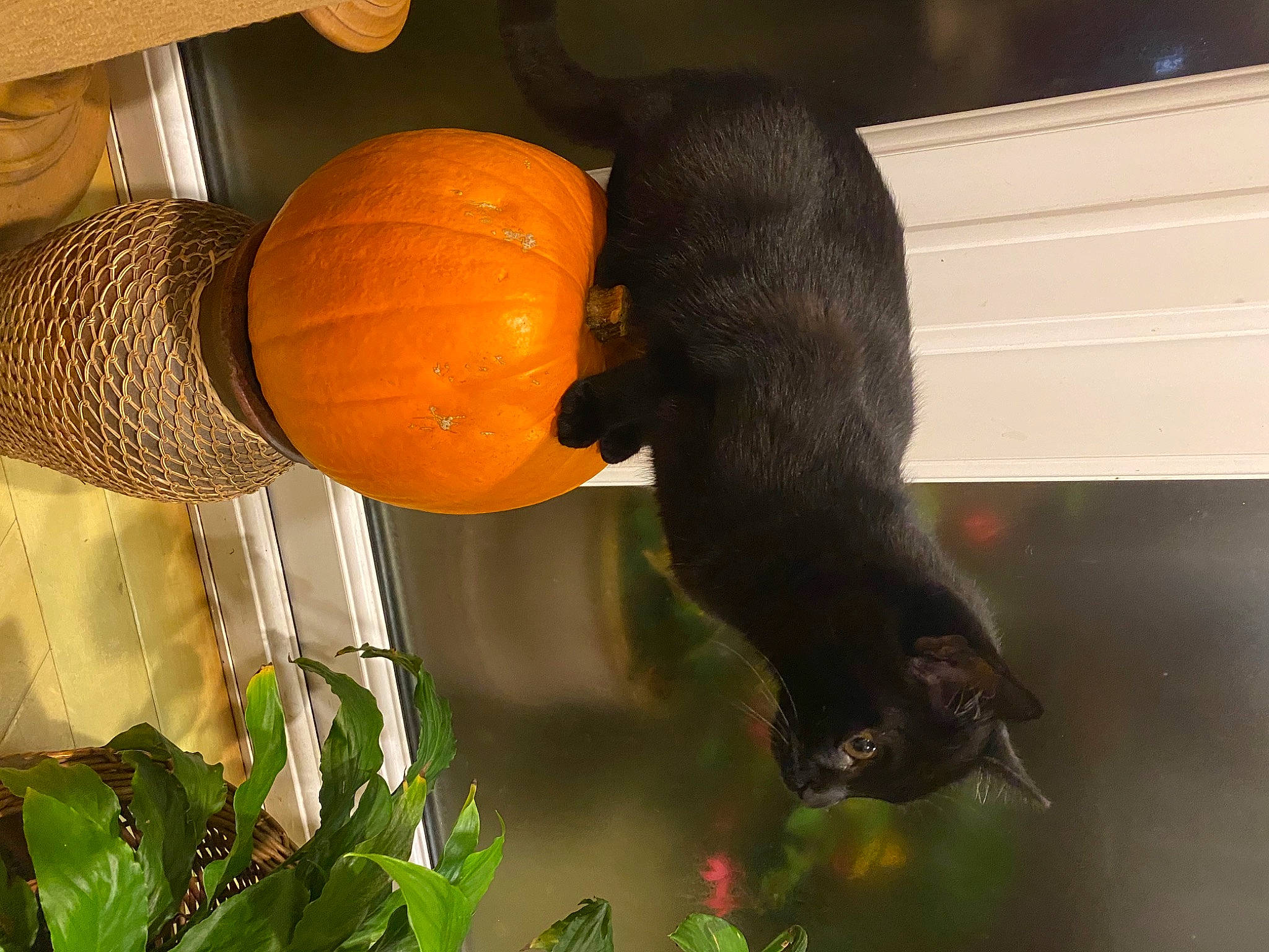 Gaia joined the competition — help win amazing prizes! calabaza, carnivore, citrus, cucurbita, felidae, gourd, grass, natural_foods, orange, organism, plant, pumpkin, rangpur, small_to_medium_sized_cats, squash, tail, tints_and_shades, valencia_orange, vegetable, winter_squash