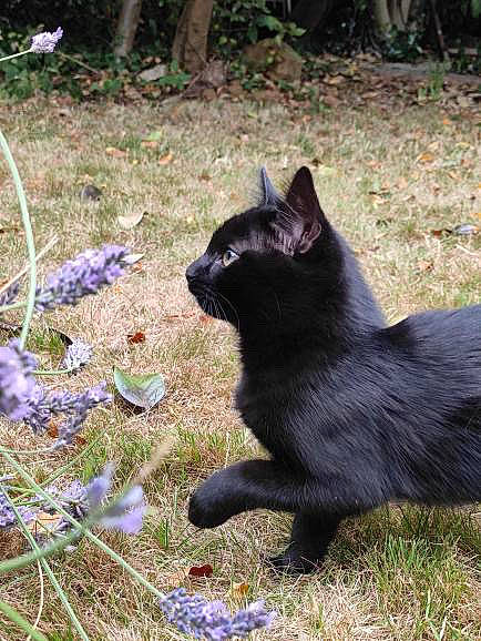 Gaia is registered to the contest to win money with this photo: annual_plant, black_cat, bombay, carnivore, cat, claw, domestic_short_haired_cat, felidae, flowering_plant, fur, grass, groundcover, herbaceous_plant, petal, plant, small_to_medium_sized_cats, tail, terrestrial_animal, tree, whiskers