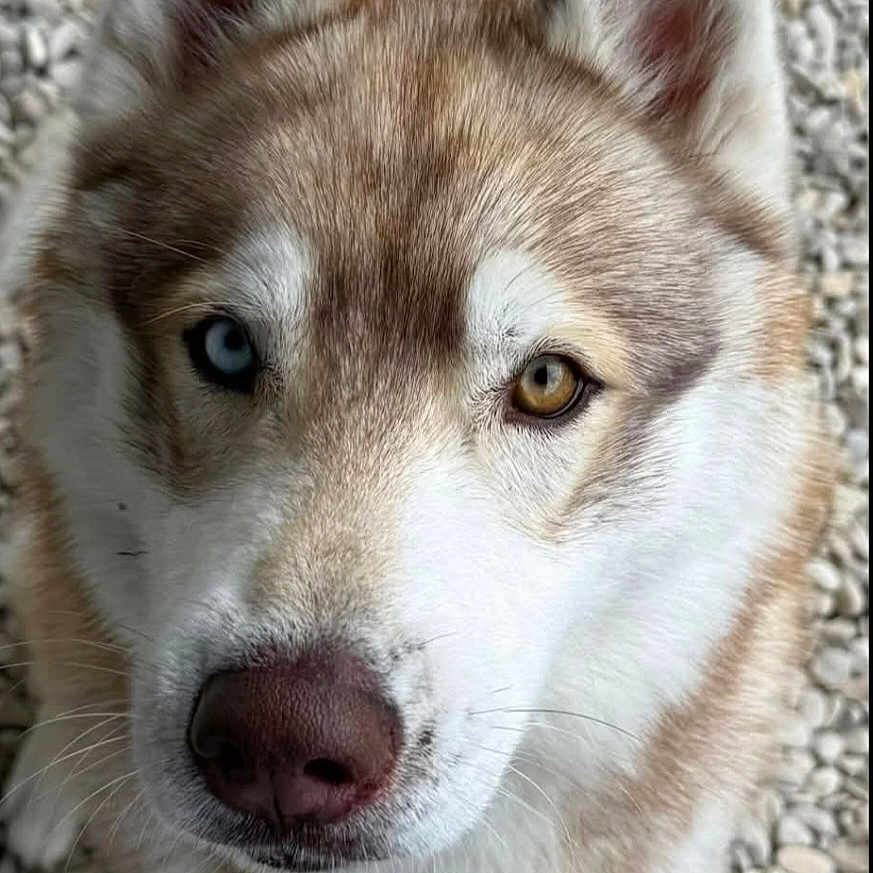 Sheyko a rejoint le concours — aidez-le/la à gagner de superbes lots ! dog, husky, siberian_husky, heterochromia, blue_eye, brown_eye, close_up, portrait, canine, pet, fur, ears, muzzle, nose, white_fur, brown_fur, indoor, textured_floor, front_facing, animal_photography