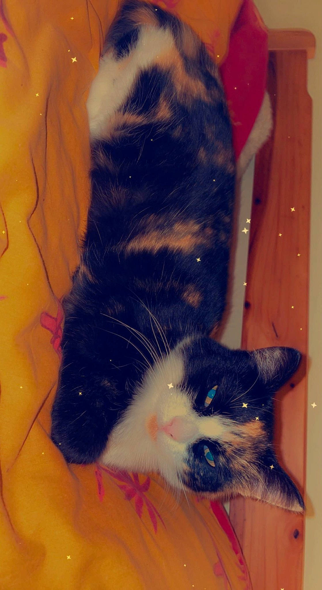 Nala a rejoint le concours — aidez-le/la à gagner de superbes lots ! canidae, carnivore, cat, cat_supply, claw, comfort, companion_dog, domestic_short_haired_cat, electric_blue, felidae, foot, fur, head, human_leg, paw, small_to_medium_sized_cats, snout, tail, vertebrate, whiskers