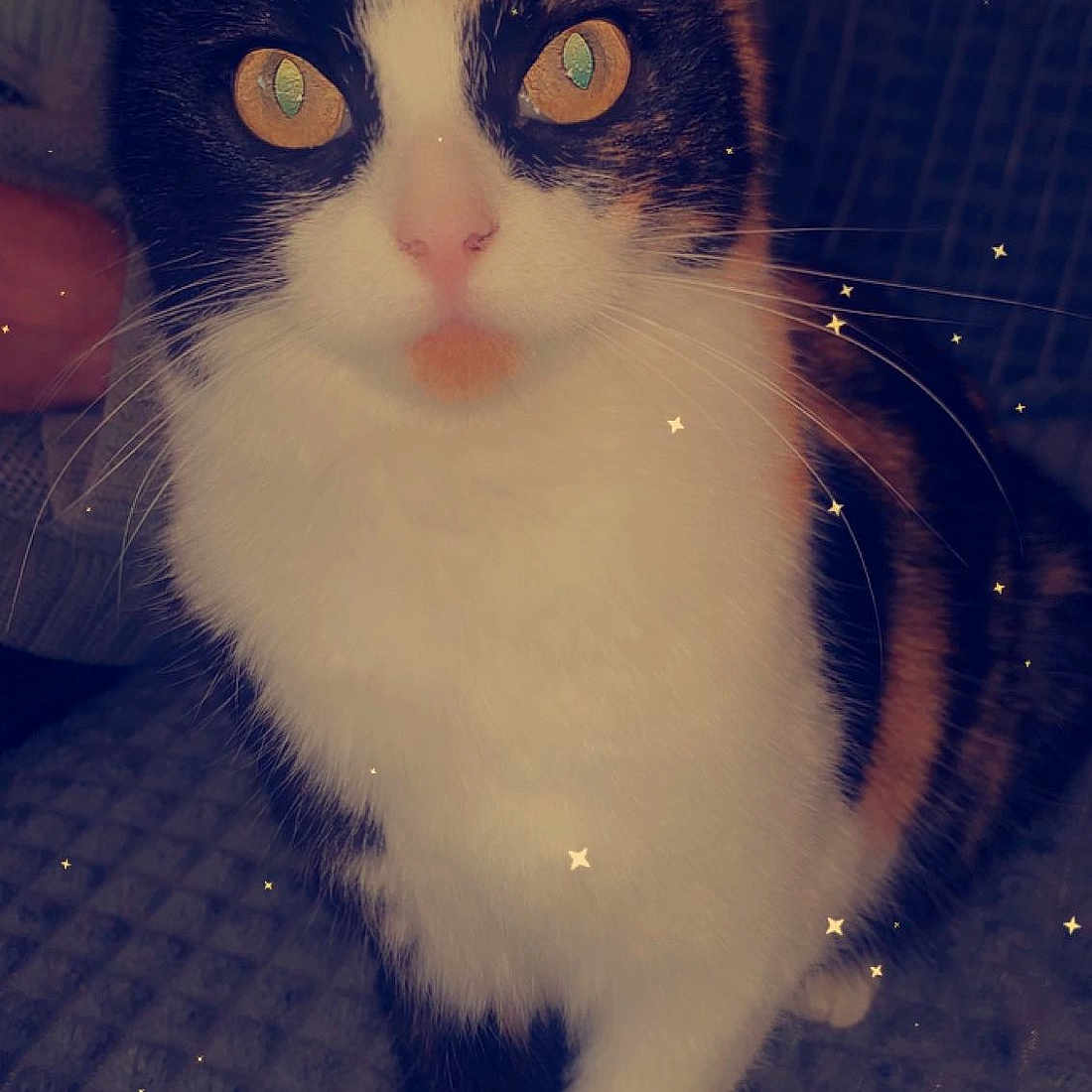 Nala