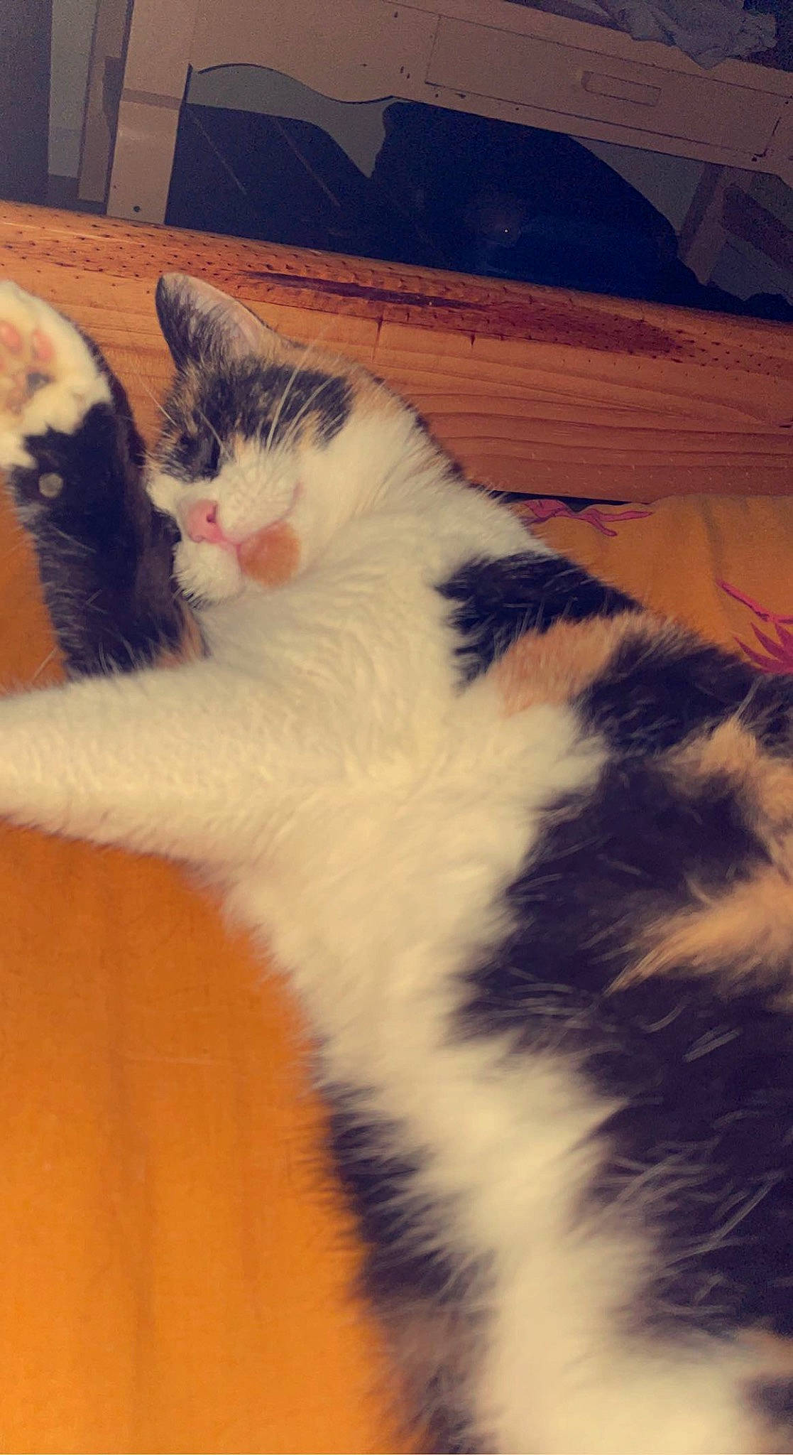 Nala a rejoint le concours — aidez-le/la à gagner de superbes lots ! carnivore, cat, claw, cloud, comfort, domestic_short_haired_cat, felidae, flooring, foot, fur, hardwood, paw, plant, small_to_medium_sized_cats, snout, square, tail, whiskers, window, wood