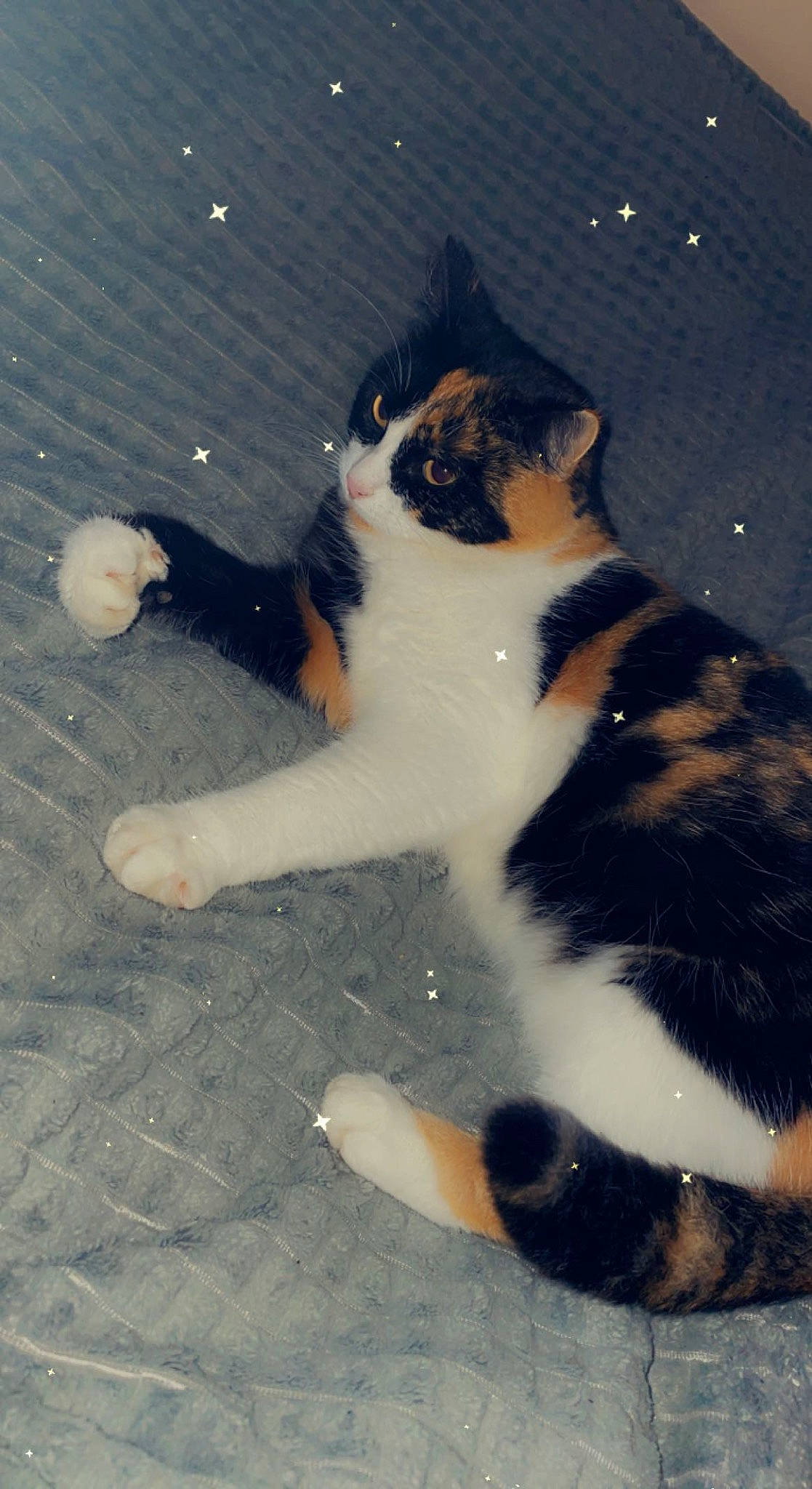 Nala participe au concours pour gagner de l'argent avec cette photo : art, canidae, carnivore, cat, dog_breed, domestic_short_haired_cat, felidae, foot, fur, human_leg, paw, plant, shadow, sitting, small_to_medium_sized_cats, snout, tail, toe, tree, whiskers