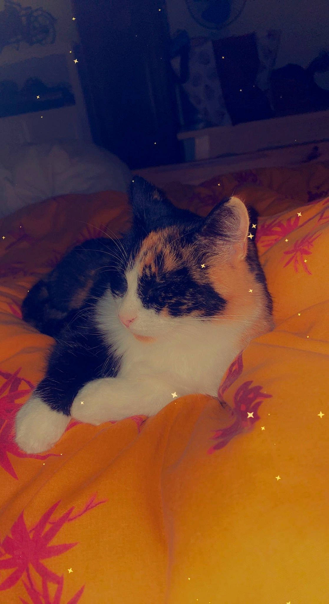 Nala participe au concours pour gagner de l'argent avec cette photo : carnivore, cat, comfort, eye, fawn, felidae, hair, head, human_body, iris, leg, mammal, organism, plant, small_to_medium_sized_cats, snout, tail, vertebrate, whiskers, window