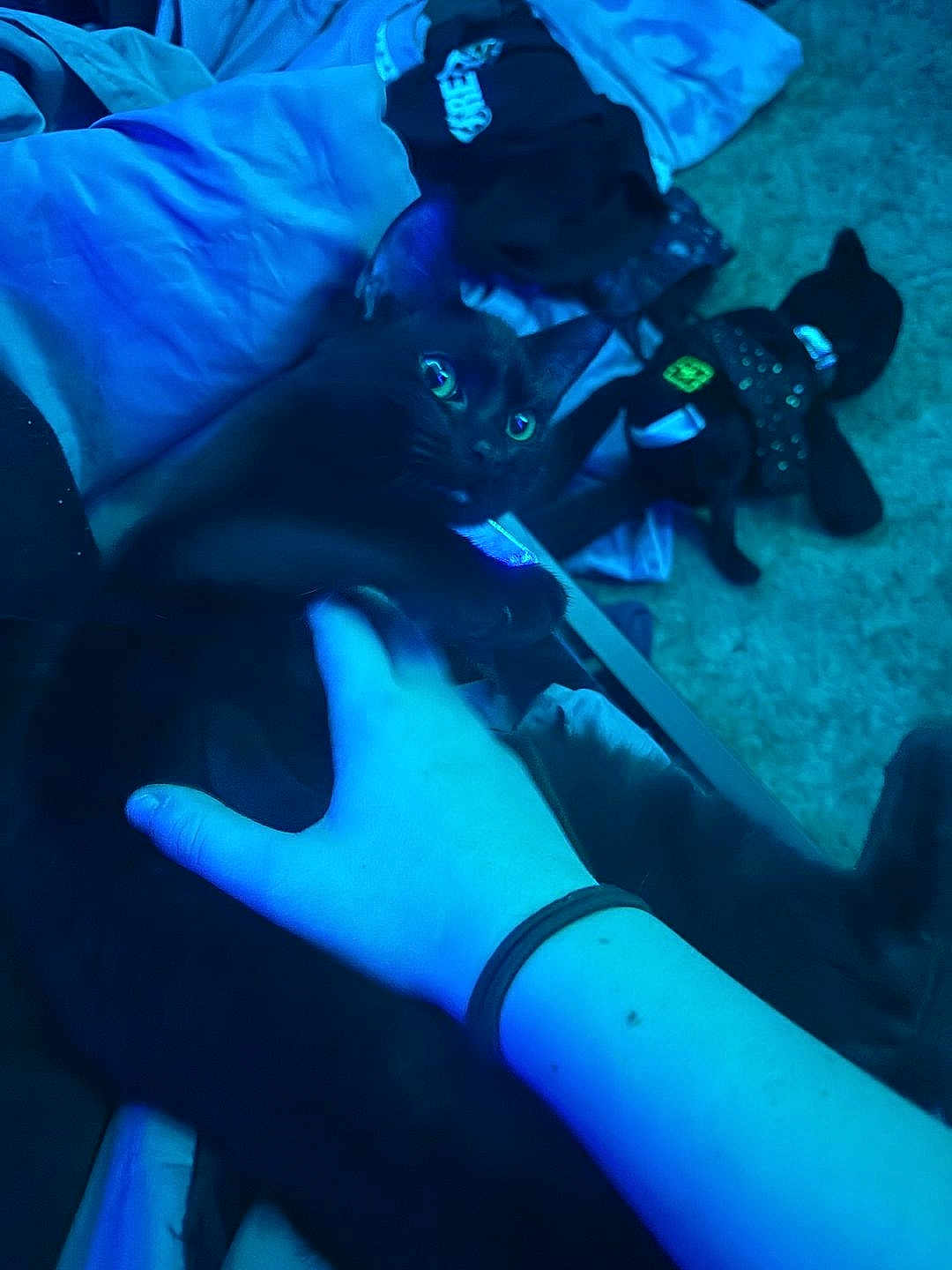 Scruff joined the competition — help win amazing prizes! black_cat, hand, blue_lighting, blanket, stuffed_toy, indoor, pet, fur, claw, carpet, animal, cozy, feline, domestic, resting, touch, close_up, relaxation, bedroom, night