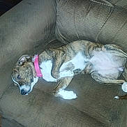 Nakita is registered to the contest to win money with this photo: dog, brindle, collar, pink, recliner, chair, sleeping, resting, indoor, furniture, paw, wooden_floor, pet, canine, domestic_animal, relaxing, cozy, household, side_view, couch