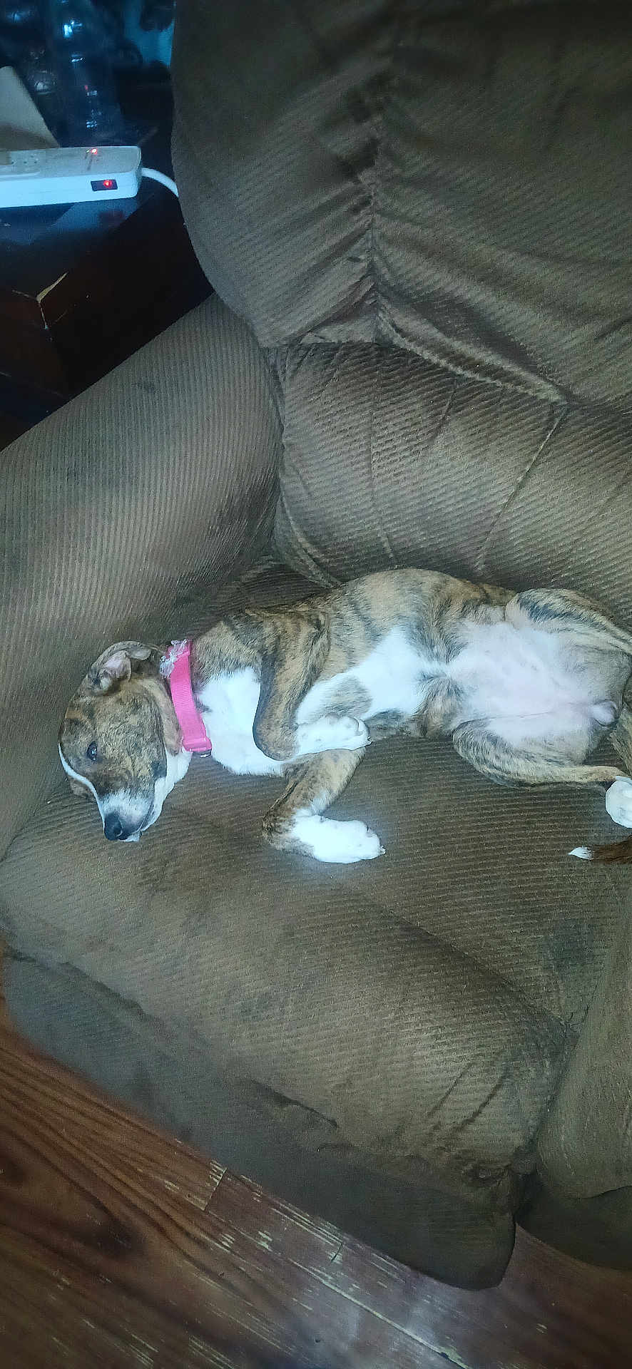 Nakita is registered to the contest to win money with this photo: dog, brindle, collar, pink, recliner, chair, sleeping, resting, indoor, furniture, paw, wooden_floor, pet, canine, domestic_animal, relaxing, cozy, household, side_view, couch
