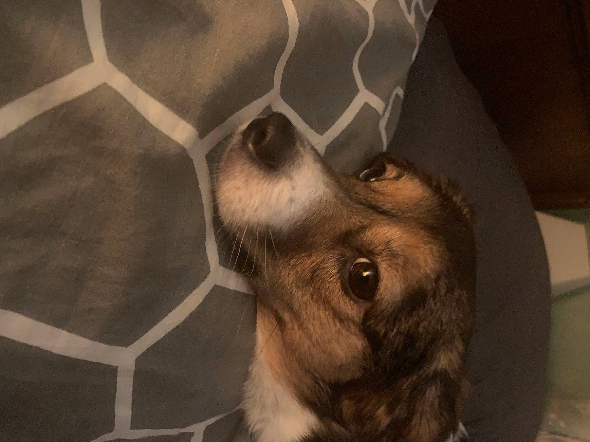 Dora participe au concours pour gagner de l'argent avec cette photo : animal_shelter, canidae, carnivore, chest, companion_dog, dog, dog_breed, ear, fawn, fur, jaw, mesh, pattern, paw, pet_supply, snout, sporting_group, visual_arts, whiskers, working_animal