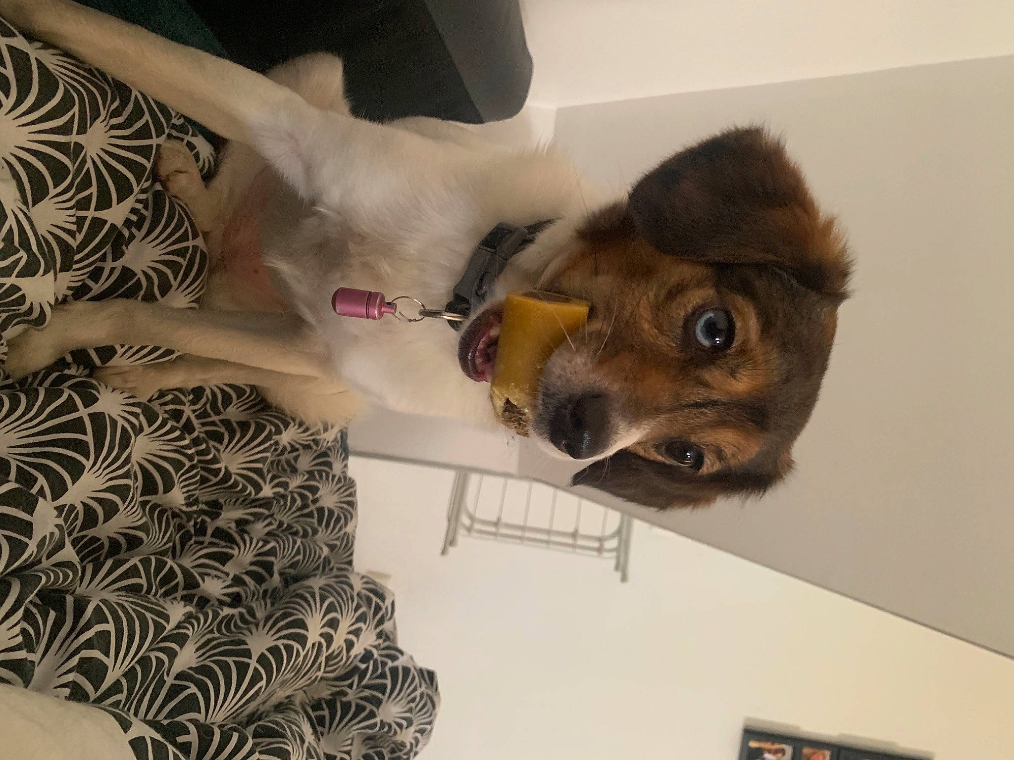 Dora participe au concours pour gagner de l'argent avec cette photo : canidae, carnivore, comfort, companion_dog, dog, dog_breed, dog_supply, ear, fawn, fur, jaw, liver, pattern, paw, puppy, snout, sporting_group, toy_dog, whiskers, working_animal