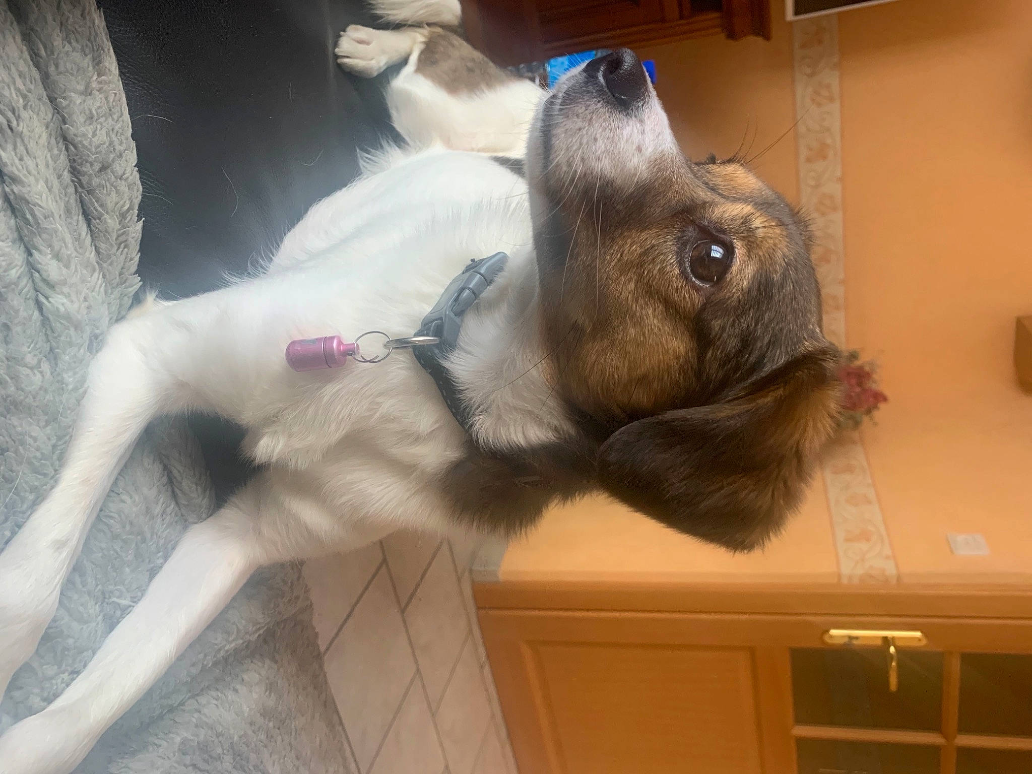 Dora a rejoint le concours — aidez-le/la à gagner de superbes lots ! cabinetry, canidae, carnivore, comfort, companion_dog, dog, dog_breed, domestic_rabbit, ear, fawn, felidae, paw, rabbits_and_hares, small_to_medium_sized_cats, snout, sporting_group, tail, vertebrate, whiskers, working_animal