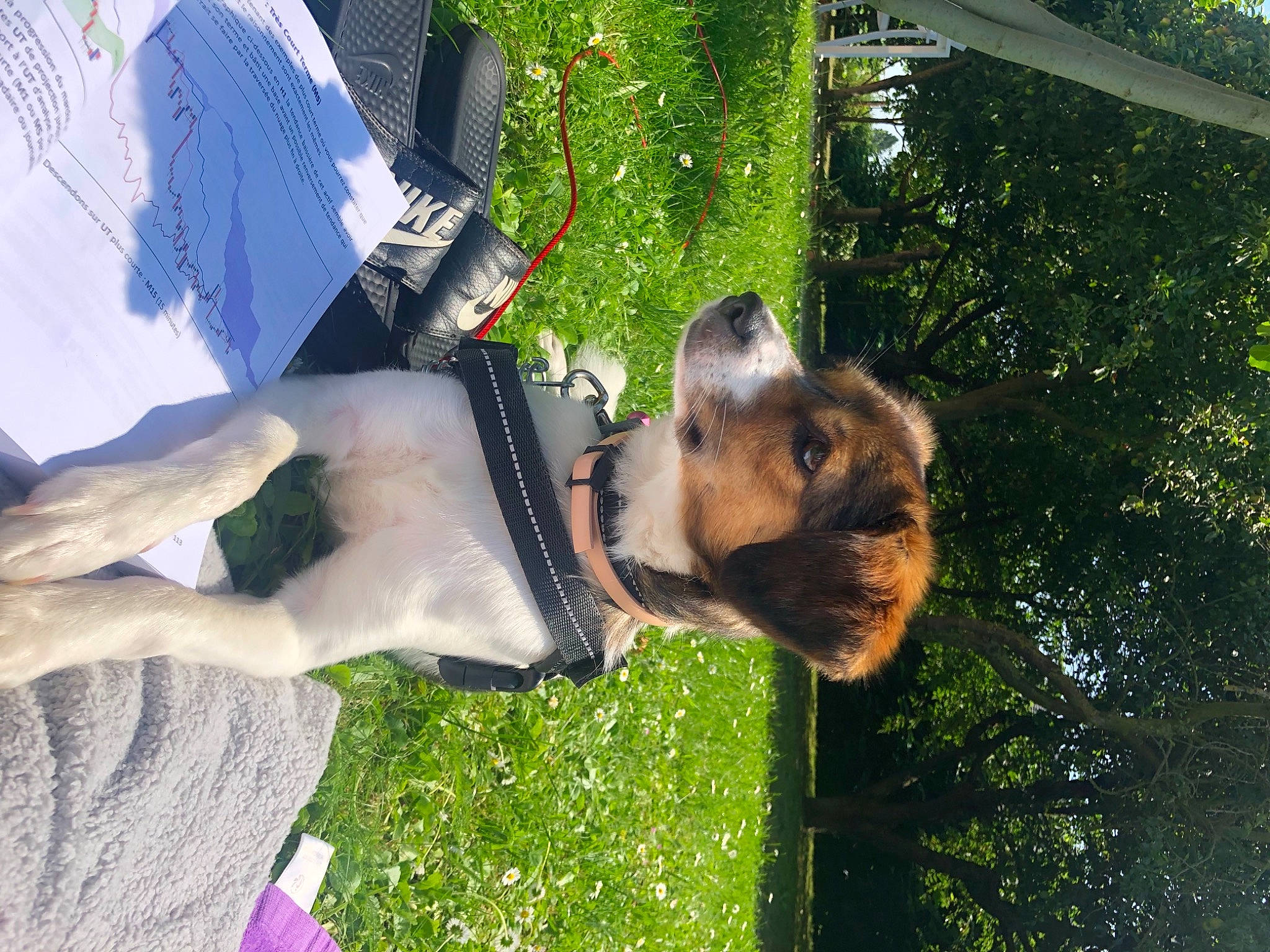 Dora a rejoint le concours — aidez-le/la à gagner de superbes lots ! canidae, carnivore, companion_dog, dog, dog_breed, fawn, fun, fur, grass, green, guard_dog, happy, house, leisure, people_in_nature, plant, sculpture, sporting_group, sunglasses, tree