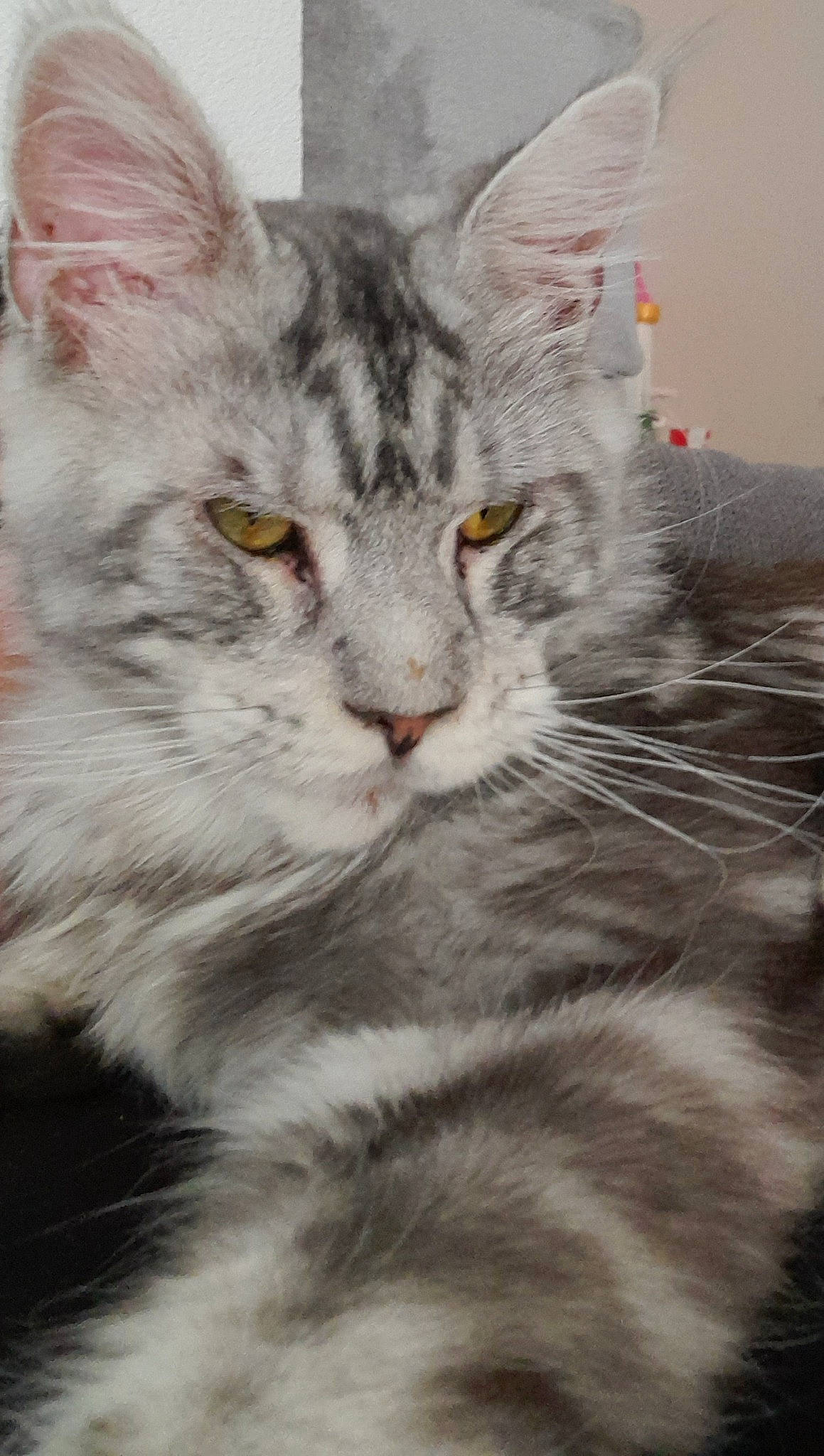 Titi
