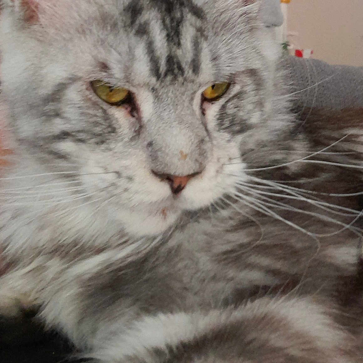 Titi