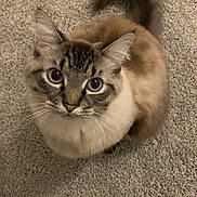 Bob joined the competition — help win amazing prizes! cat, blue_eyes, fluffy, fur, tail, carpet, indoor, pet, curious, looking_up, whiskers, ears, animal, cute, feline, domestic, sitting, soft, close_up, portrait