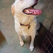 Molly joined the competition — help win amazing prizes! dog, canine, pet, tongue_out, collar, sitting, floor, concrete, indoor, crate, tire, looking_up, happy, animal, mammal, ears, snout, fur, paw, excited