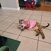 Jinx is registered to the contest to win money with this photo: blanket, brown_cat, casual, cat, clothing, curious, cute, floor_tiles, folding_chair, food_bowl, furniture, green_mat, home, indoor, living_room, pet, pink_dress, relaxed, sofa, striped_cat