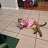 blanket, brown_cat, casual, cat, clothing, curious, cute, floor_tiles, folding_chair, food_bowl, furniture, green_mat, home, indoor, living_room, pet, pink_dress, relaxed, sofa, striped_cat