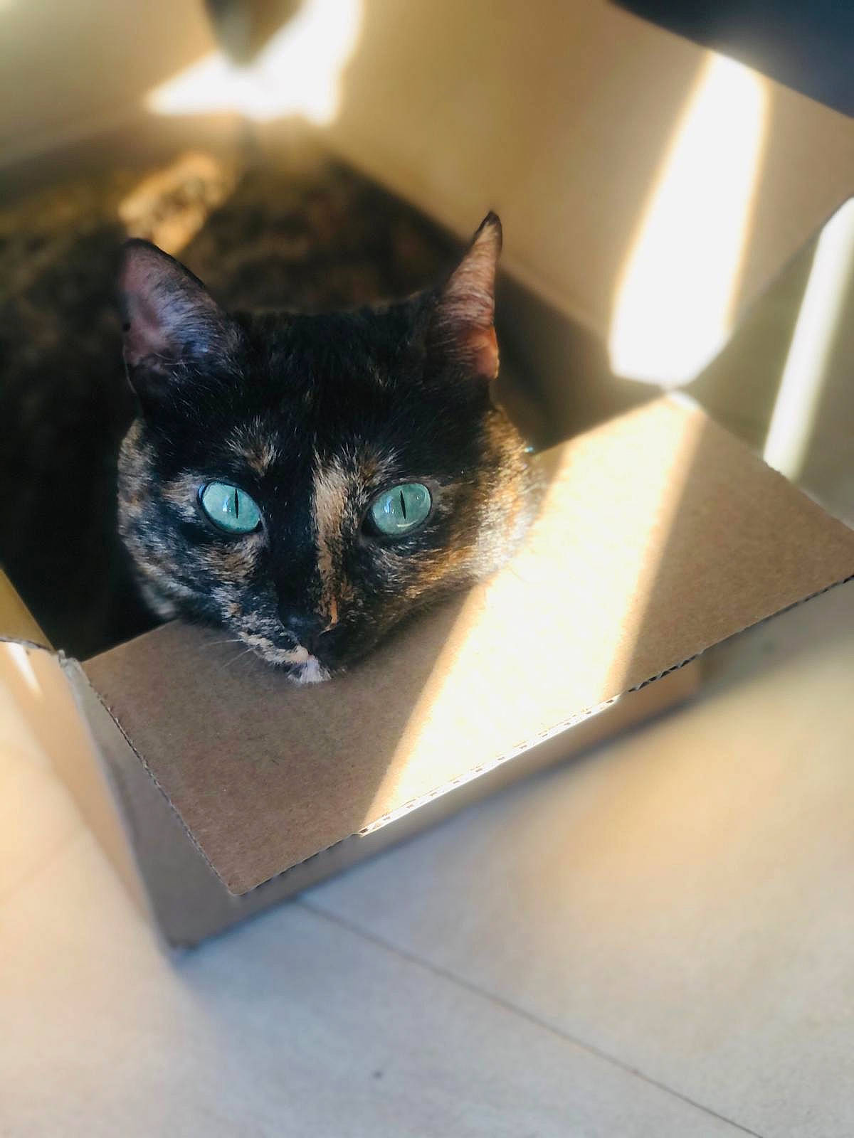 Negrita a rejoint le concours — aidez-le/la à gagner de superbes lots ! box, cardboard, carnivore, carton, cat, domestic_short_haired_cat, electric_blue, felidae, flooring, fur, packaging_and_labeling, pet_supply, rectangle, room, shipping_box, small_to_medium_sized_cats, snout, tints_and_shades, whiskers, window