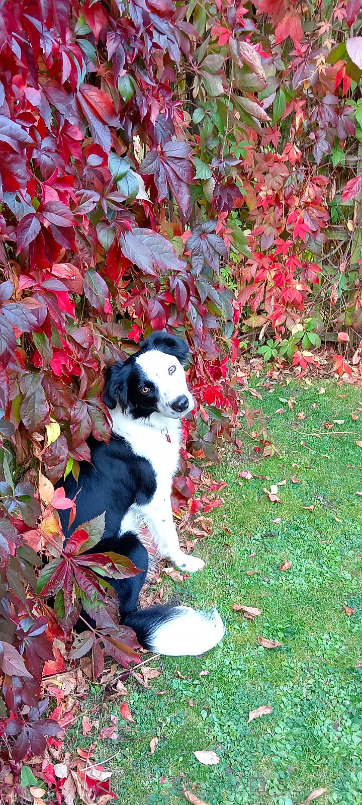 Zoe joined the competition — help win amazing prizes! autumn, carmine, carnivore, companion_dog, deciduous, dog, dog_breed, fawn, flowering_plant, garden, grass, groundcover, leaf, plant, shrub, snout, sporting_group, tail, tints_and_shades, tree