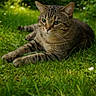 cat, tabby, grass, outdoor, nature, greenery, animal, pet, relaxed, fur, whiskers, ears, mammal, closeup, daylight, garden, laying, peaceful, wildlife, flora