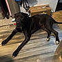 dog, black_dog, indoor, wood_floor, cardboard_box, charger, calm, lying_down, pet, flooring, domestic, animal, ears, tail, paws, collar, relaxed, home, furniture, quiet