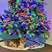 Sorah joined the competition — help win amazing prizes! cat, christmas_tree, holiday, ornaments, lights, tree_skirt, floor, decorations, indoor, festive, orange_cat, white_cat, relaxing, pet, home, wooden_floor, pine_tree, colorful_lights, seasonal, celebration