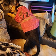 Babie Girl is registered to the contest to win money with this photo: dog, small_dog, pet_clothing, pink_shirt, diva_text, resting, couch, indoor, household_items, collar, black_and_tan, fur, tail, relaxed, fabric, blanket, pillow, container, decor, animal