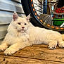 Loki participe au concours pour gagner de l'argent avec cette photo : cat, white_cat, fluffy, pet, animal, indoor, wooden_floor, bicycle_wheel, wheel, wall, resting, relaxed, fur, paw, ears, side_view, domestic_cat, cute, calm, house