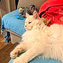 cat, white_cat, fluffy_cat, indoor, couch, blanket, stuffed_toys, furniture, relaxed, pet, animal, cozy, living_room, soft, resting, comfort, fur, side_view, home, domestic_animal