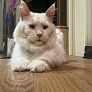 Loki participe au concours pour gagner de l'argent avec cette photo : cat, white_cat, fluffy, indoor, wooden_floor, floor, kitchen, trash_bin, pet_bowl, paw_print, bone, domestic_animal, animal, feline, relaxed, laying_down, close_up, cute, fur, household