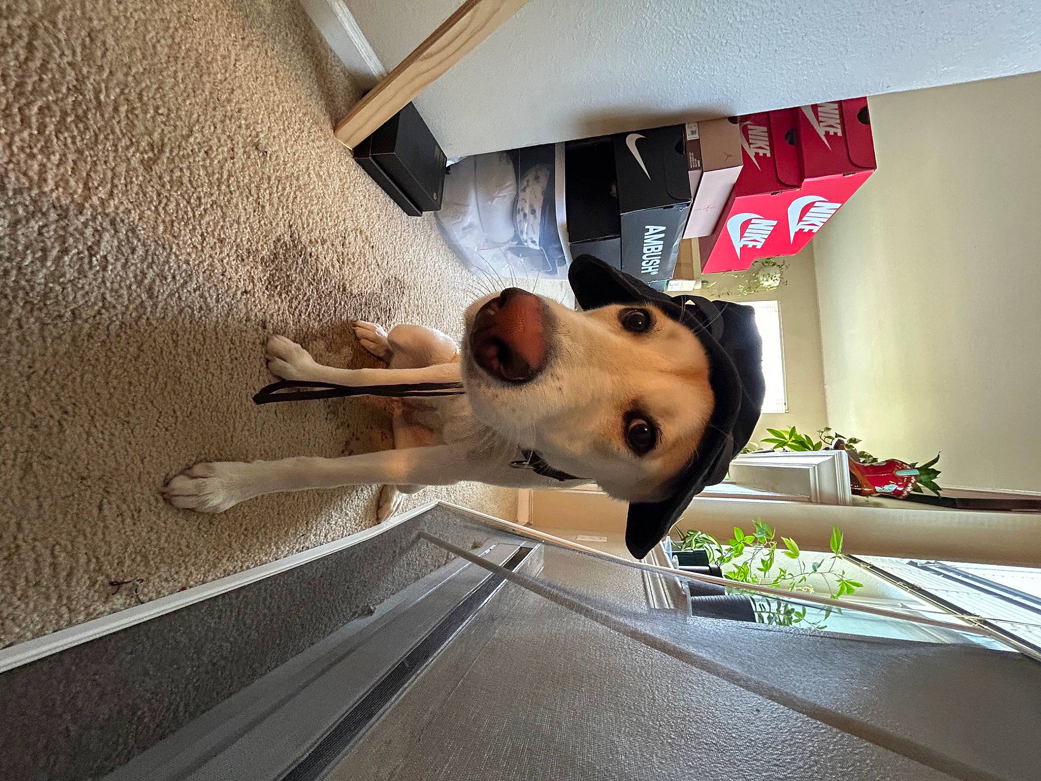 Petunia joined the competition — help win amazing prizes! automotive_design, canidae, carnivore, companion_dog, dog, dog_breed, eyewear, fawn, flooring, houseplant, plant, room, sporting_group, vehicle_door, window, wood, working_animal