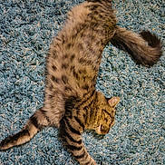 Pete The Cat joined the competition — help win amazing prizes! animal, blue_rug, carpet, cat, cozy, cute, domestic_animal, feline, fluffy, indoor, lazy, paws, pet, relaxed, resting, sleeping, striped, tabby, tail, whiskers