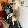 cat, siamese_cat, clothes, pile, door, doorknob, floor, wood_floor, indoor, pet, animal, feline, tail, fur, messy, household, relaxed, domestic, gray, white