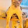 cat, siamese_cat, pet, feline, animal, indoor, cat_tree, relaxed, stretching, home, furniture, window, framed_picture, legs, paws, mammal, domestic_animal, cute, lazy, resting