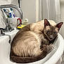 cat, siamese_cat, bathroom, sink, domestic, pet, curious, fur, animal, toothbrush, mug, faucet, white, relaxed, indoor, household, cleaning_sponge, close_up, blue_eyes, cozy