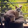 cat, siamese_cat, pet, indoor, window, cat_tree, plush, feline, animal, relaxing, natural_light, greenery, trees, curious, fur, looking, cozy, home, daylight, resting