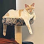 animal, bag, brown_bag, cat, cat_perch, curtain, domestic_animal, feline, furniture, indoor, lounging, orange_and_white, patterned_fabric, paw, pet, relaxed, resting, sleepy, tail, wall