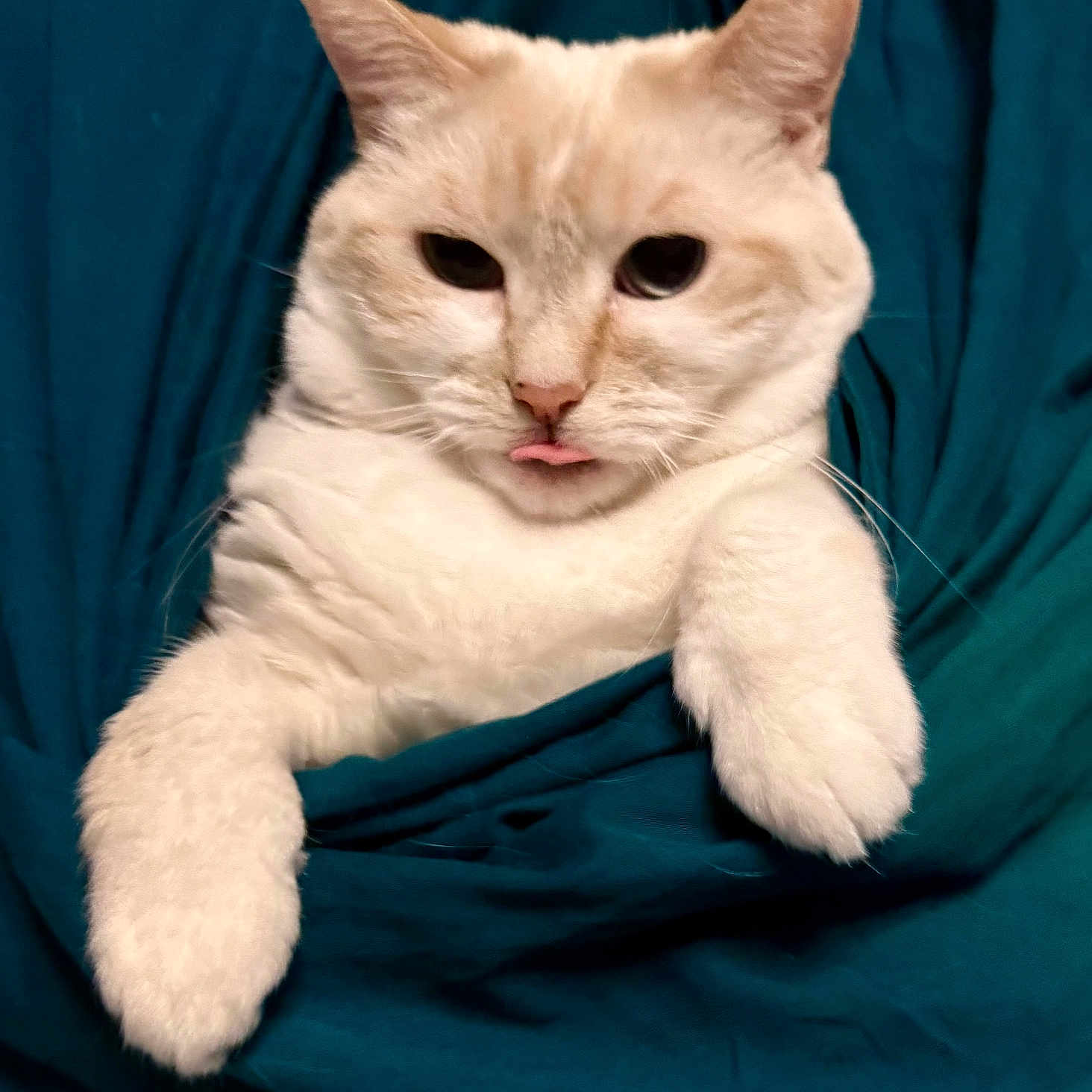 Kintess is registered to the contest to win money with this photo: animal, blanket, blep, cat, close_up, cozy, cute, domestic_cat, ears, fluffy, fur, indoor, lying_down, mischievous, paws, pet, relaxed, teal_blanket, whiskers, white_cat