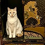 animal, birds, calm, cat, close_up, cream_colored, decorative, feline, furniture, indoor, interior, ornate, pattern, pet, portrait, sitting, still_life, tree, vintage, wooden_cabinet