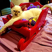 Ghoulugh joined the competition — help win amazing prizes! animal, bed, cat, cozy, cute, feline, indoor, kitten, paw, pet, purple_bedspread, purple_toy, red_sleigh, red_towel, relaxed, sleepy, small_furniture, stretching, toy, yellow_toy