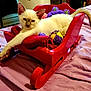 animal, bed, cat, cozy, cute, feline, indoor, kitten, paw, pet, purple_bedspread, purple_toy, red_sleigh, red_towel, relaxed, sleepy, small_furniture, stretching, toy, yellow_toy